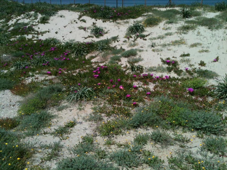 Camping Golfo Dell'Asinara Платамона Экстерьер фото